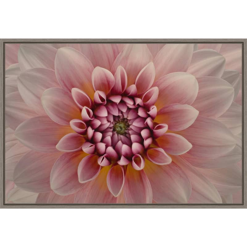 Pink Dahlia Macro by Richard Urbanski (23 x 16 in.), Framed Canvas Wall Art Print - Sylvie Greywash