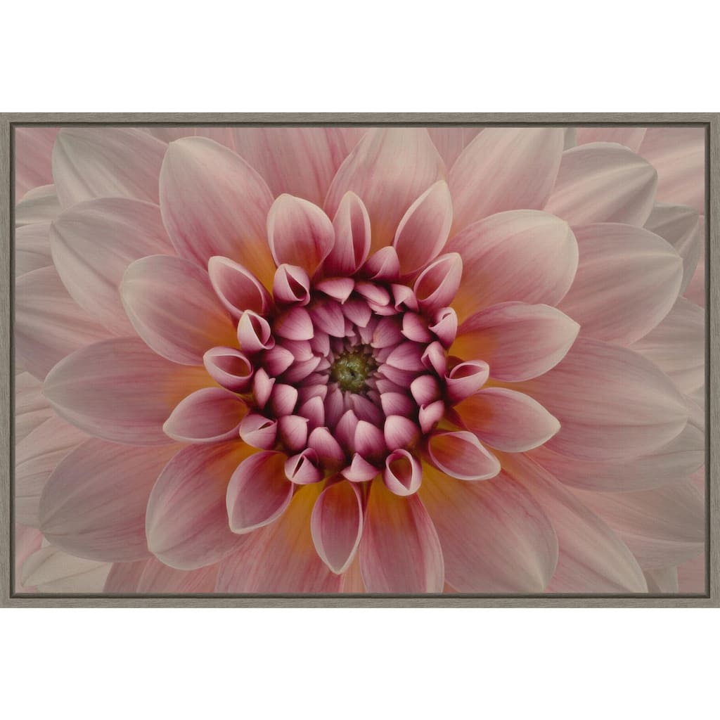 Pink Dahlia Macro by Richard Urbanski (23 x 16 in.), Framed Canvas Wall Art Print - Sylvie Greywash