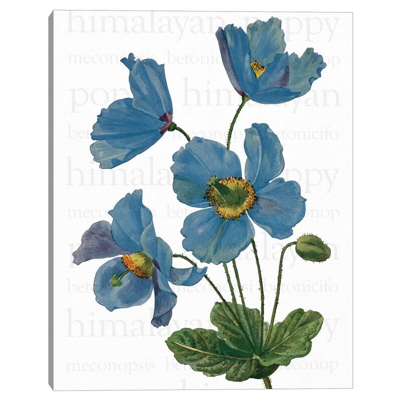 Himalayan Blue Poppy Text by Design Lab Canvas Art Print