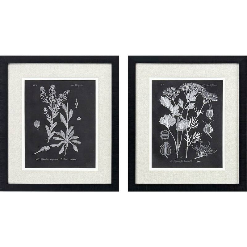 Paragon Mono Botanicasl II Framed Art - Set of 2