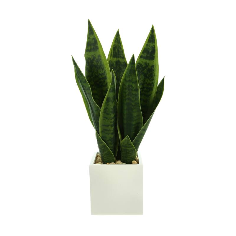 Classic Snake Plant in Fiberstone Pot with Rocks