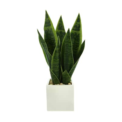 Classic Snake Plant in Fiberstone Pot with Rocks