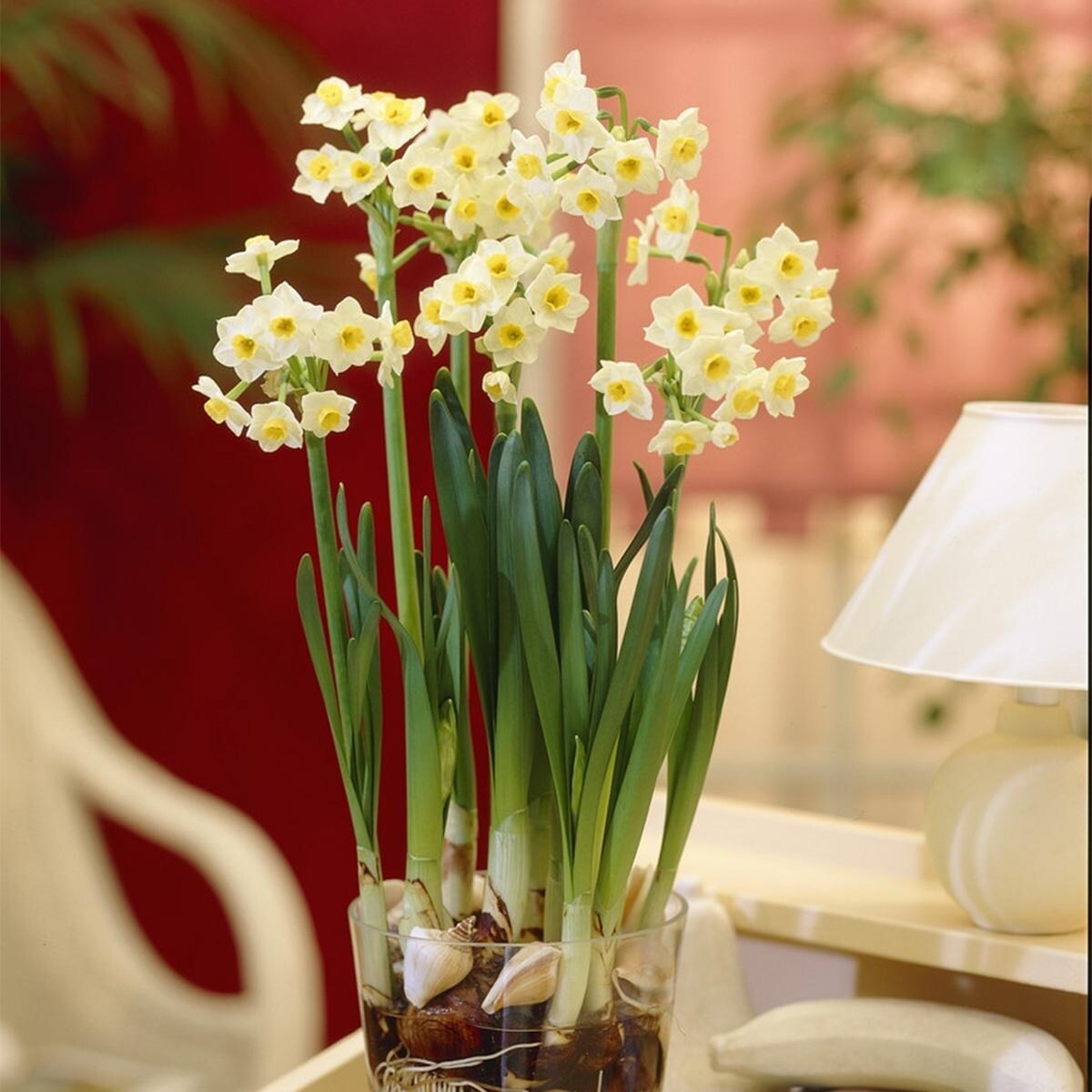 Van Zyverden Narcissus Avalanche for Indoor Forcing Set of 6 Bulbs