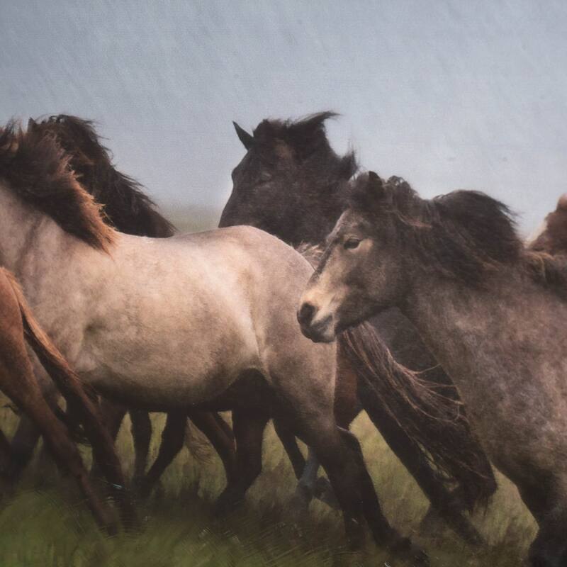 Custom Icelandic Horses XIII (MC) Framed Art Print