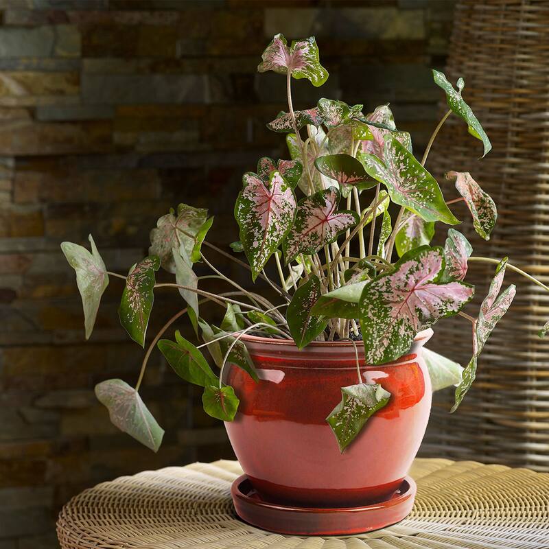 Southern Patio Wisteria 8" Round Ceramic Planter Pot with Saucer, Red (3 Pack) - 4.41