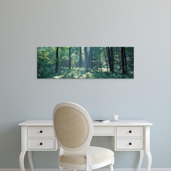 Easy Art Prints Panoramic Images's 'Forest Broome County NY USA' Premium Canvas Art