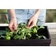 preview thumbnail 5 of 11, Keter Urban Bloomer Flower Plant Planter Raised Elevated Garden Bed With Self Watering Feature