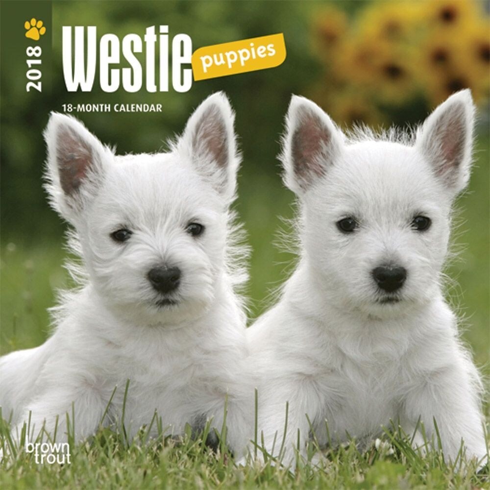 Shop West Highland Terrier Puppies Mini Wall Calendar West Highland Terrier By Overstock