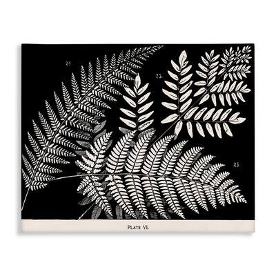 Stupell Fern Varieties on Black Canvas Wall Art Design By Phillipa Katz