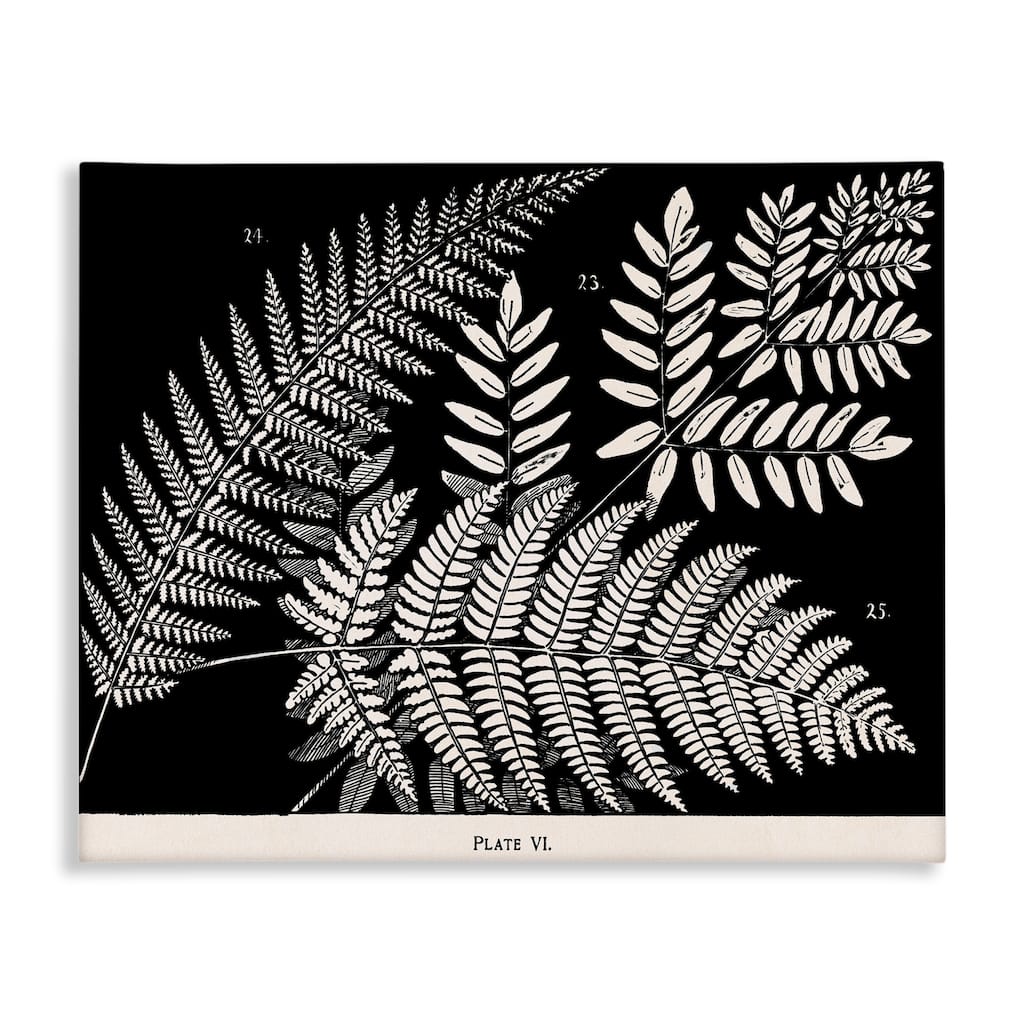 Stupell Fern Varieties on Black Canvas Wall Art Design By Phillipa Katz