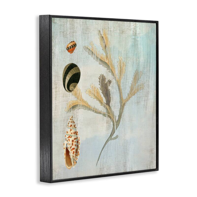 Stupell Mixed Seashells & Coral Framed Giclee Art Design By Susan Arnot