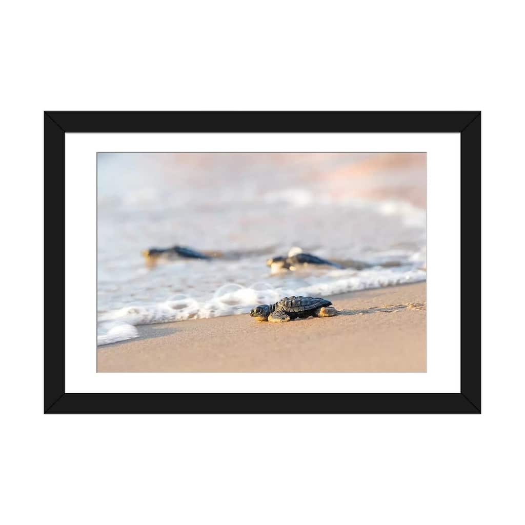 iCanvas "Kemp's Ridley Sea Turtle hatchling I" by Larry Ditto