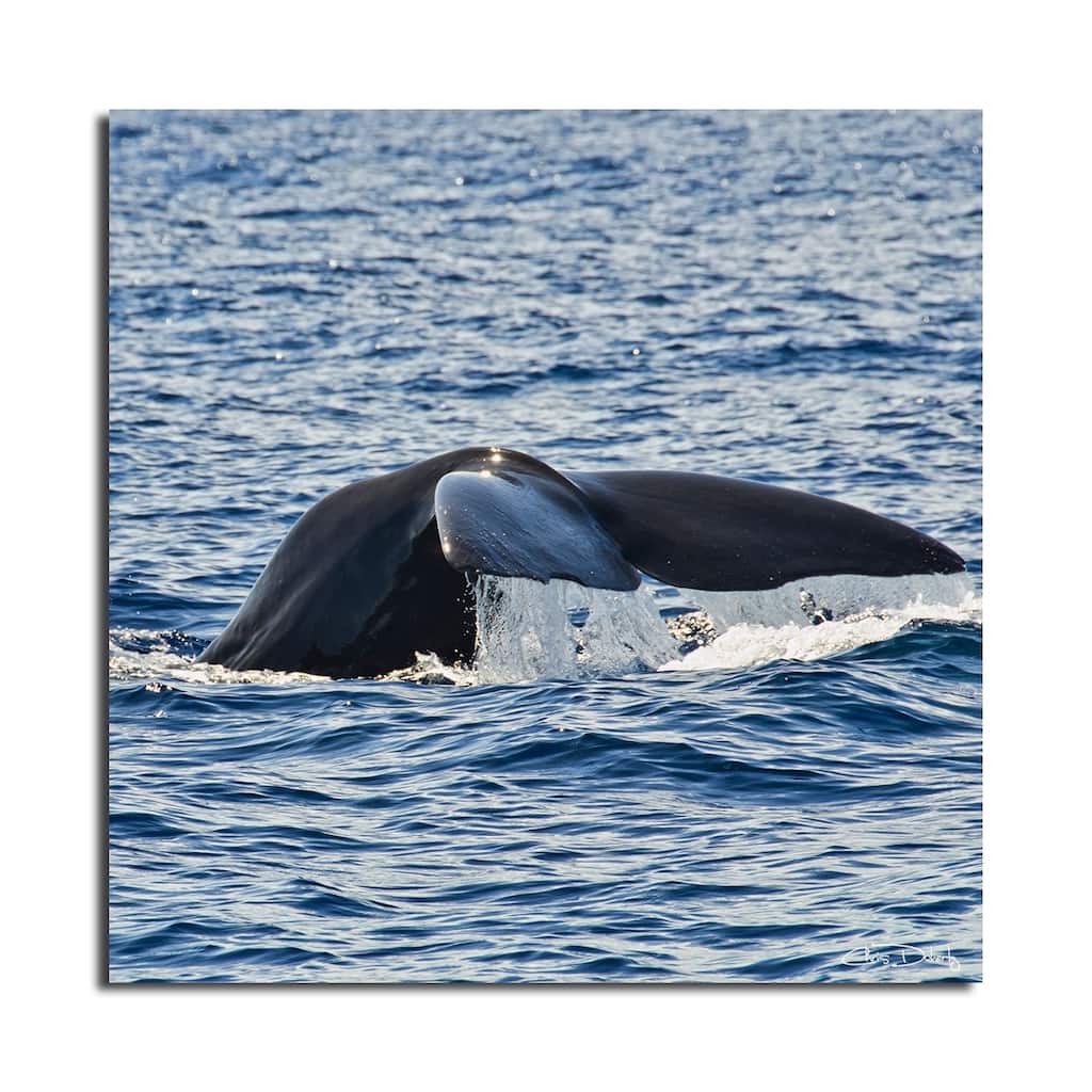 Ready2HangArt 'Whale' Wrapped Canvas Wall Art