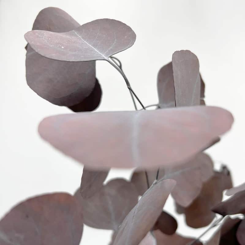 Bundle of 4 Preserved Eucalyptus Apple Leaves 24" long - 24 Inches