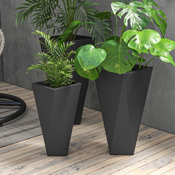 fiddle leaf fig seedlings Fiddle Leaf Fig main image 1