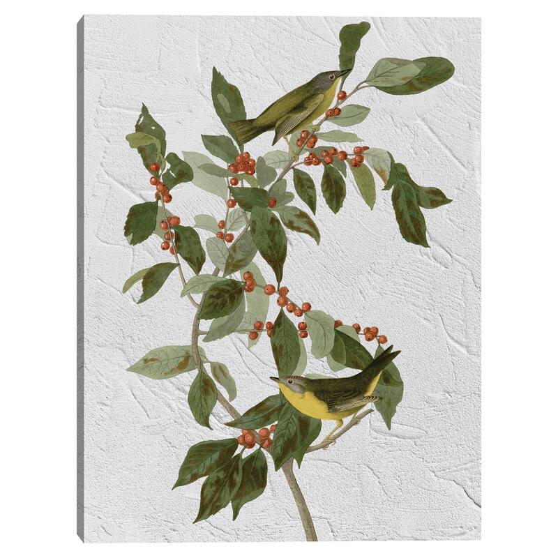 Audubon Nashville Warbler Texture Canvas Art Print