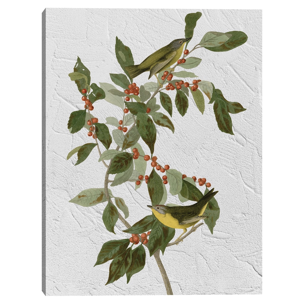 Audubon Nashville Warbler Texture Canvas Art Print