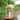 SAFAVIEH Lighting Elida Outdoor Lantern - 10" W x 10" D x 26" H