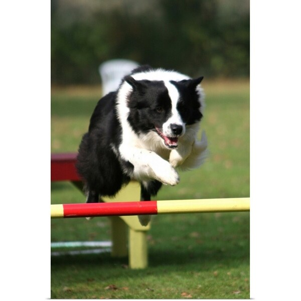 "Border Collie jumping over a hurdle" Poster Print