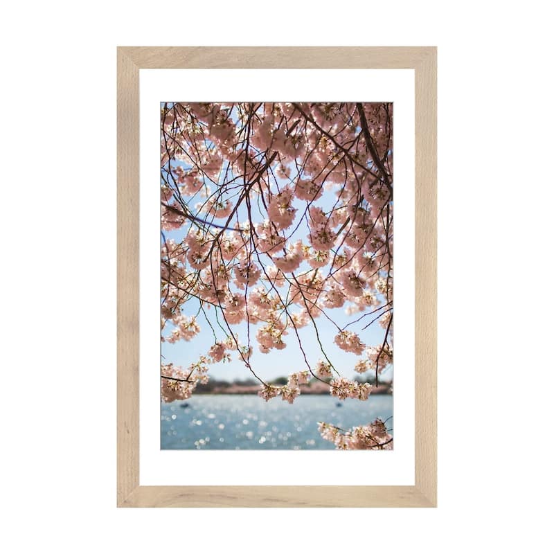 iCanvas "Washington DC Cherry Blossoms II" by Ann Hudec PFA - Natural - 24x16x1