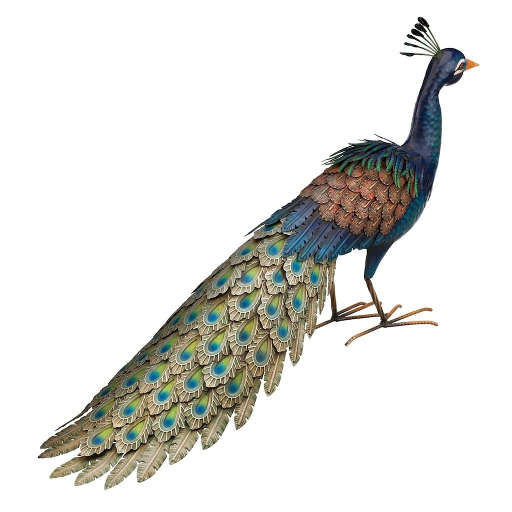 Peacock - Roamer - 37"x11"x20.75"