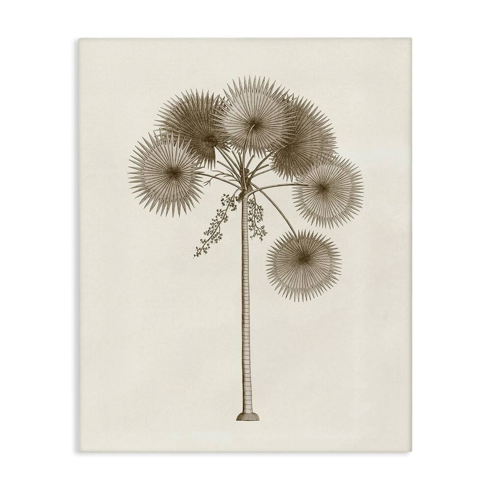Stupell Vintage Study of Palm Tree Canvas Wall Art Design By Phillipa Katz