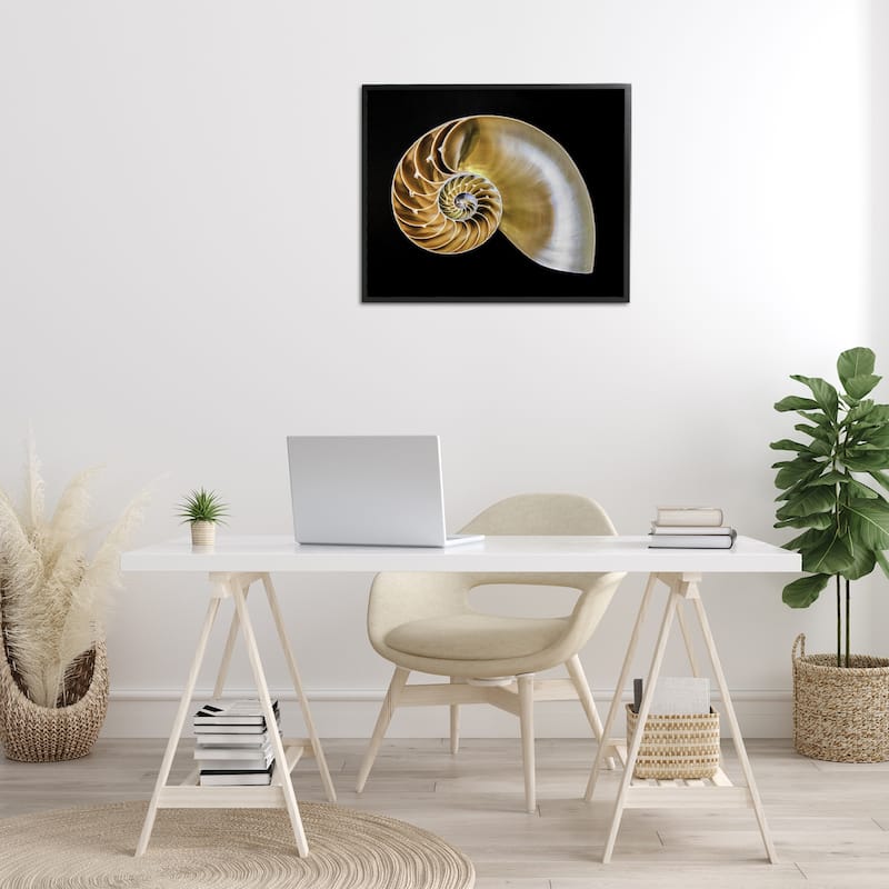 Stupell Tan Nautilus Shell on Black Framed Giclee Art Design By Mary Lou Johnson