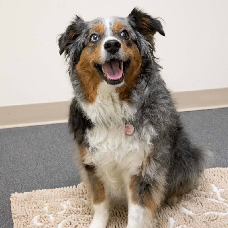Perro & Gato Soft Chenille Pet Mat