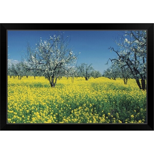 "Apple trees in a Mustard field, Napa Valley, California, USA" Black Framed Print
