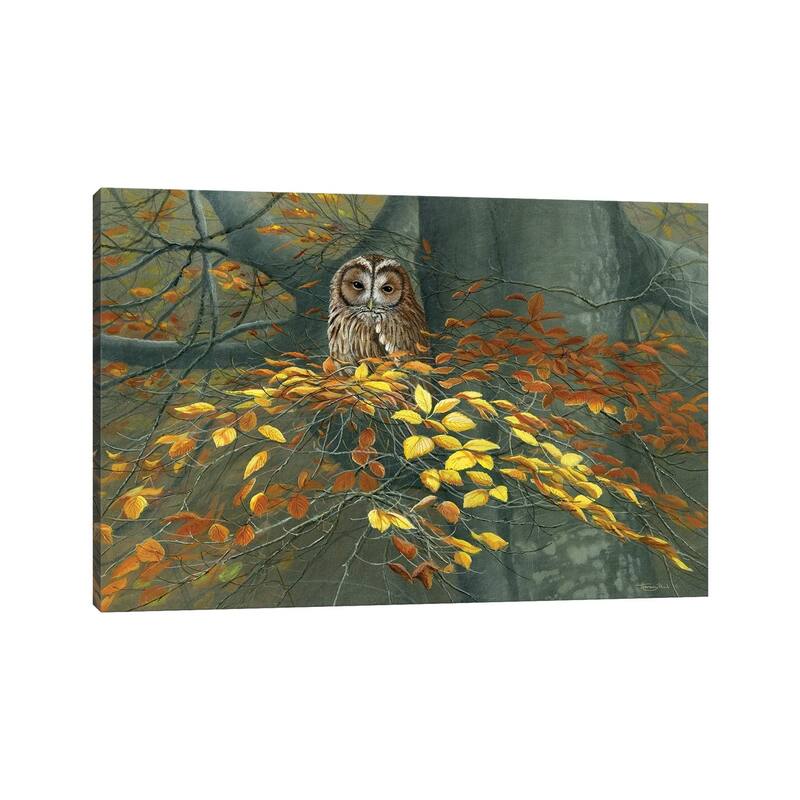 iCanvas "Tawny Owl Autumn" by Jeremy Paul Canvas Print
