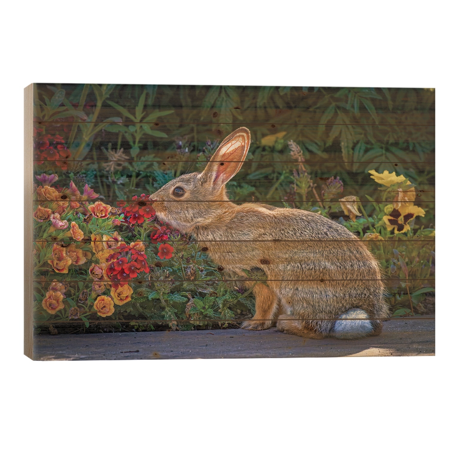 USA, Colorado, Fort Collins. Eastern Cottontail Rabbit Close-Up. Print On Wood by Jaynes Gallery - Multi-Color