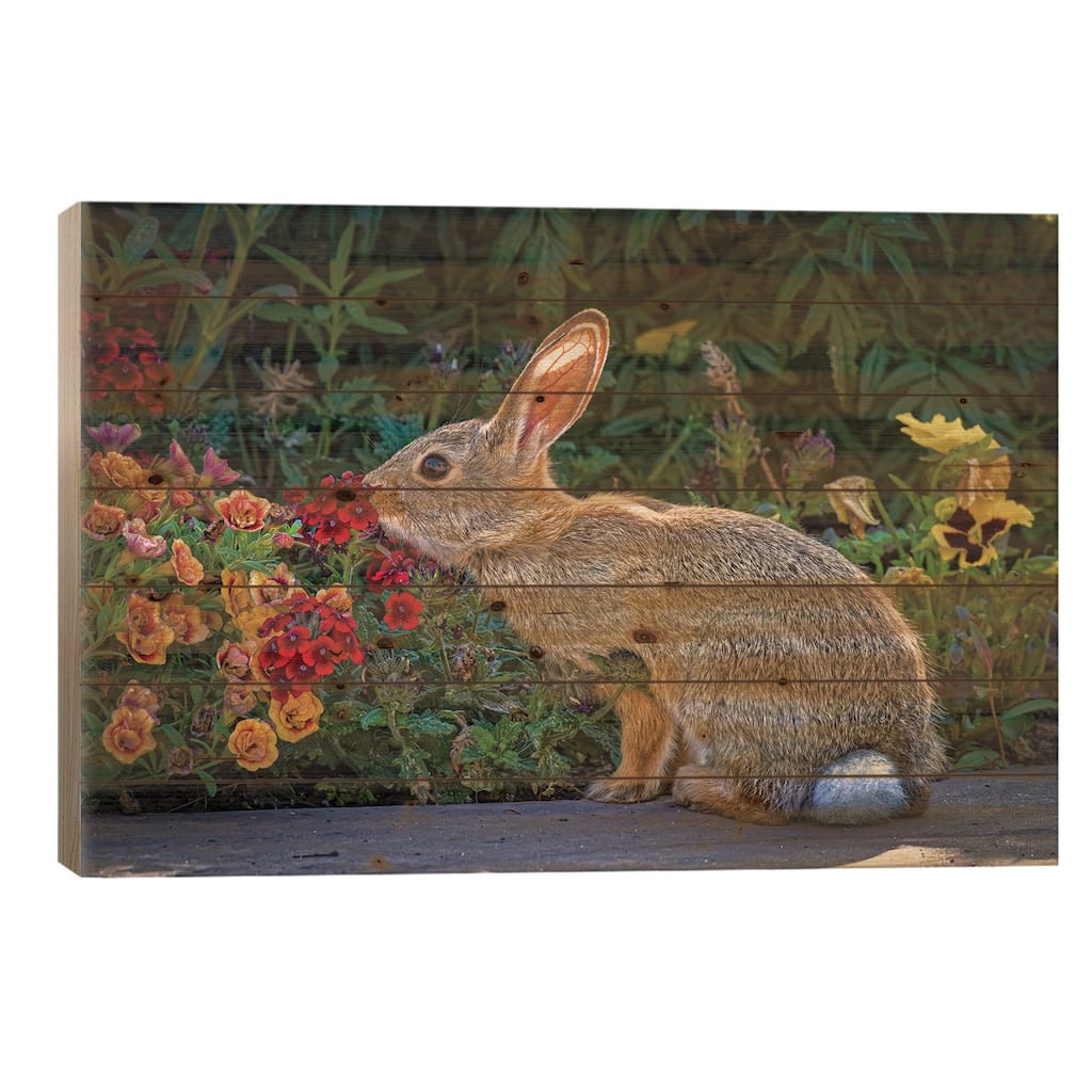 USA, Colorado, Fort Collins. Eastern Cottontail Rabbit Close-Up. Print On Wood by Jaynes Gallery - Multi-Color