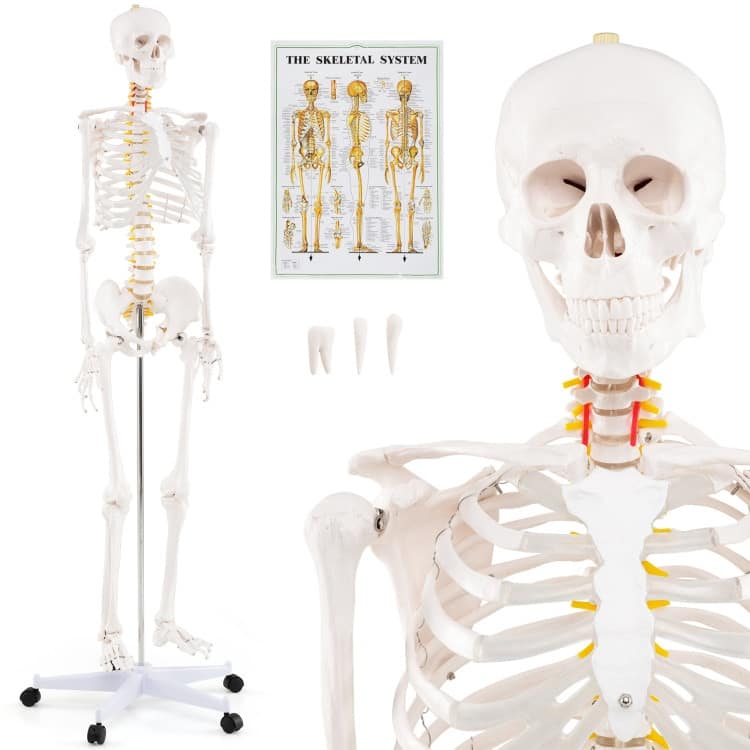 Life Size Human Skeleton Model for Anatomy Anatomical Skeleton with Nerves System