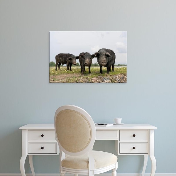 Easy Art Prints Martin Zwick's 'Domestic Pigs' Premium Canvas Art