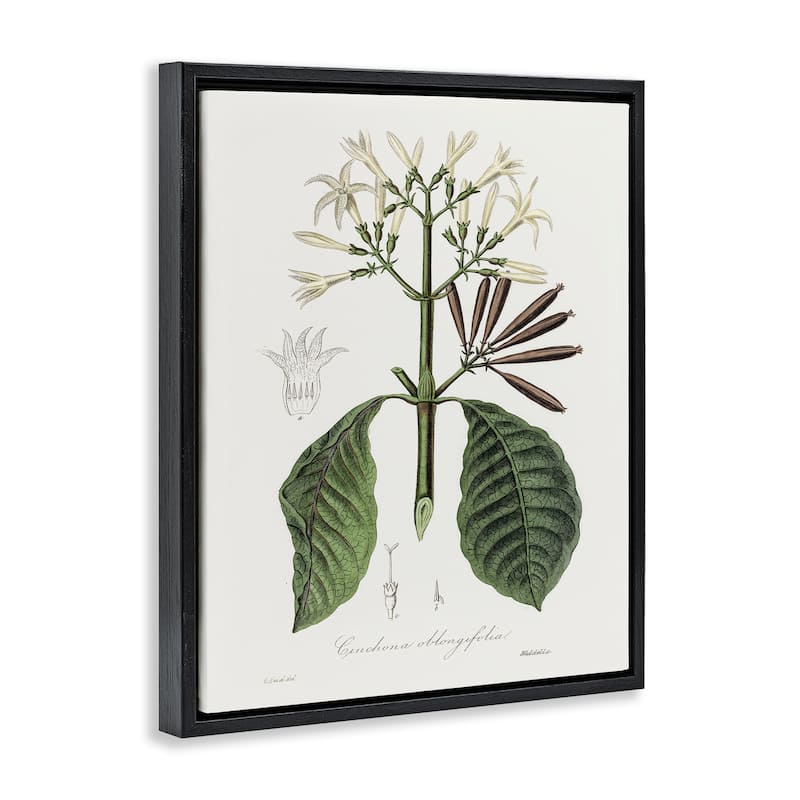 Stupell Vintage Flora Study Framed Floater Canvas Wall Art Design By CAD Designs