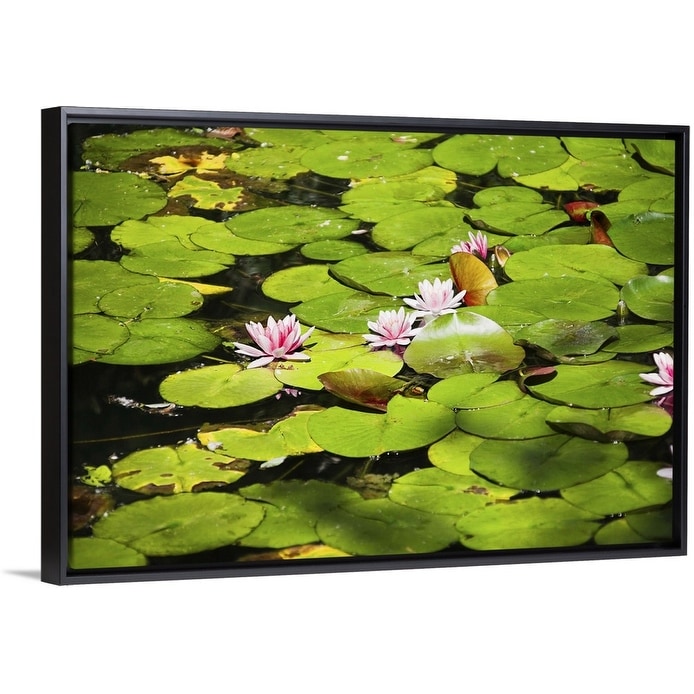 Shop Water Lilies With Lily Pads In A Pond Black Float Frame Canvas Art Overstock 25501979,Cute Swag Girl Drawing