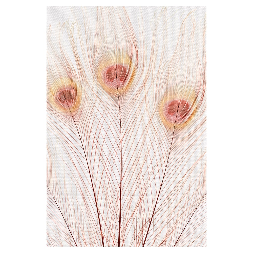 Peach Peacock by Belle Maison Canvas Art Print