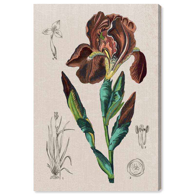 Wynwood Studio Canvas Floral and Botanical Floral Diagram III Brown and Traditional Wall Art Canvas Print