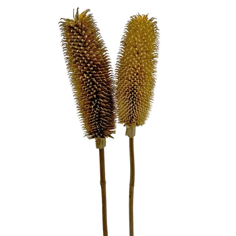 Bundle of 4 Dried Dipsacus Sativus, Teasel,20-24 inch long - 22-24 inch