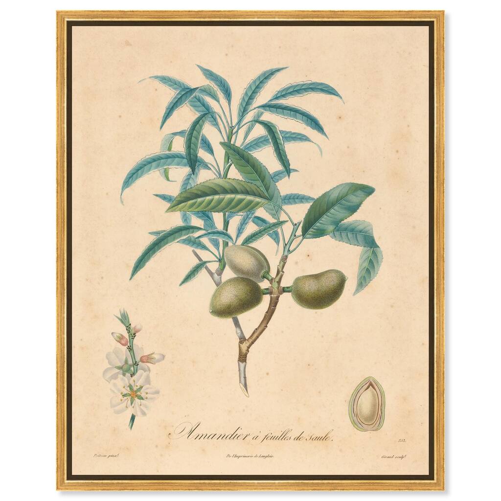 Almond of Georgia II Canvas by Art Remedy