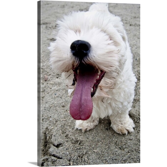 white maltipoo puppy