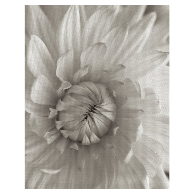 Florison #24 by Alan Blaustein Canvas Art Print