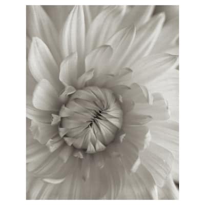 Florison #24 by Alan Blaustein Canvas Art Print