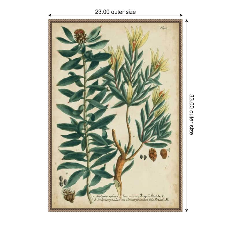 Weinmann Foliage and Fruit No. 4 by Johann Wilhem Weinmann Framed Canvas Wall Art Print - Plastic - 23 x 33 in - Gold