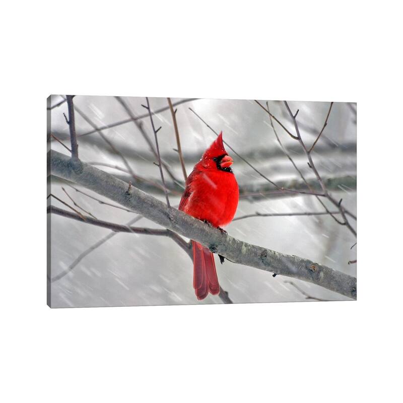 iCanvas "Cardinal Bird" by Unknown Artist Canvas Print
