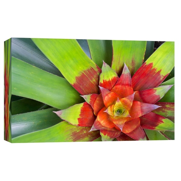 PTM Images 9-103740 PTM Canvas Collection 8" x 10" - "Neoregelia" Giclee Tropical Art Print on Canvas