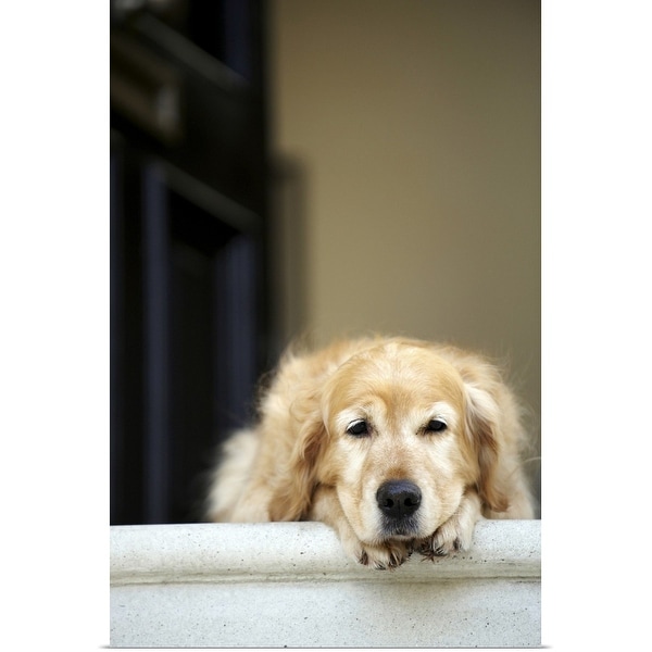 "Golden retriever dog lying in front door of house" Poster Print