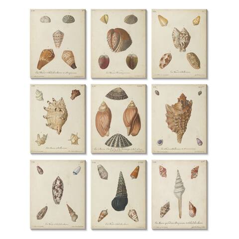 Stupell Industries Vintage Study of Various Sea Shells Nautical Illustration 9pc Multi Piece Canvas Wall Art Set,11x14 - Brown