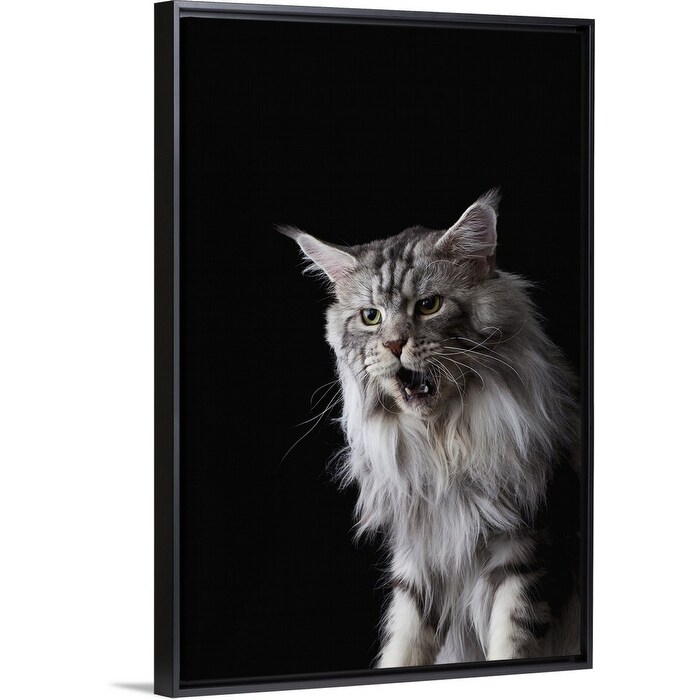 Shop Maine Coon Cat Black Float Frame Canvas Art Overstock
