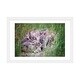 preview thumbnail 10 of 13, iCanvas "Baby Bunnies" by Karen Burke White - 16x24x1